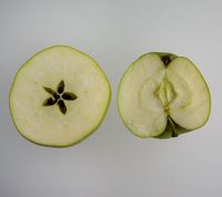 Gul Richard æble